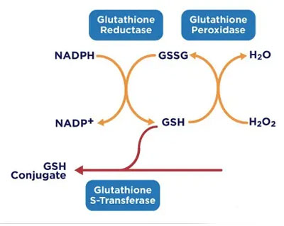 Glutathione's-mechanism-of-action.jpg