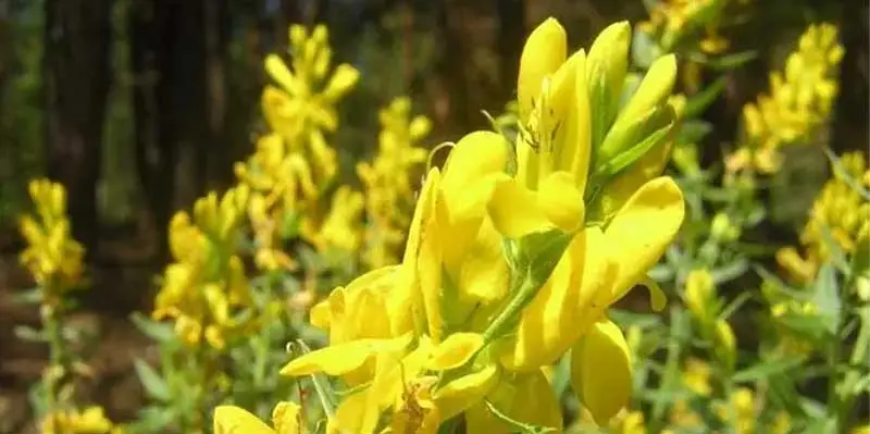 Ellagic-acid2.jpg Ellagic-acid2.jpg